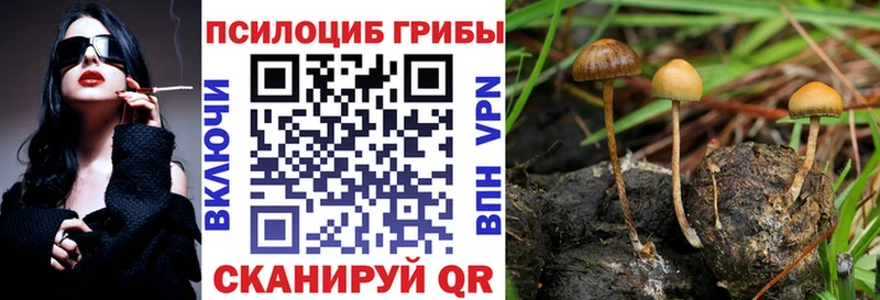дарк нет формула  Питкяранта  Галлюциногенные грибы Psilocybine cubensis 